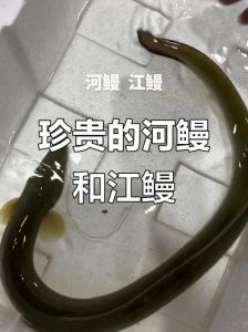 江鳗和河鳗哪个好_江鳗河鳗有何不同？