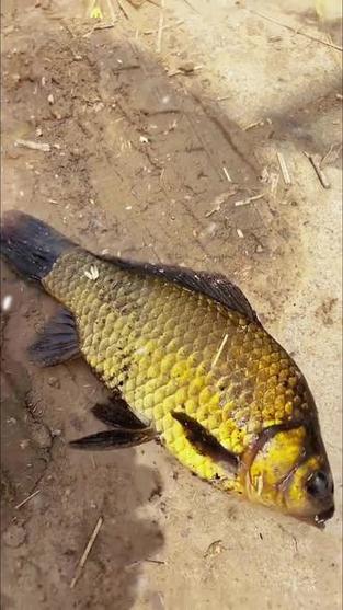 黄金鲫鱼刺多吗_快长少刺,适合家庭,但贵,刺多肉鲜可替代 黄金鲫鱼刺多吗_快长少刺,适合家庭,但贵,刺多肉鲜可替代