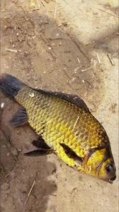 黄金鲫鱼刺多吗_快长少刺，适合家庭，但贵，刺多肉鲜可替代