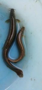 泥鳅和黄鳝的区别_泥鳅黄鳝大不同，别再搞混了！