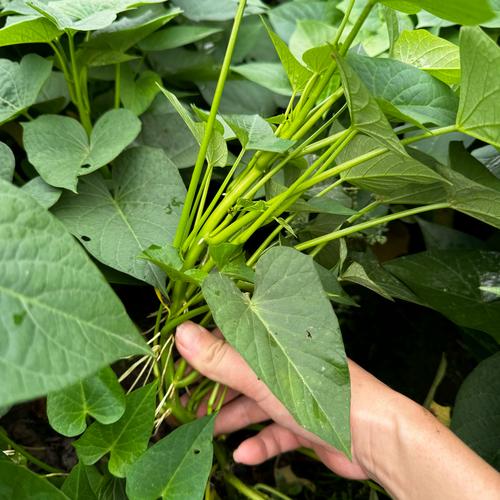 红苕尖就是红薯叶吗_嫩叶与老叶怎么选？