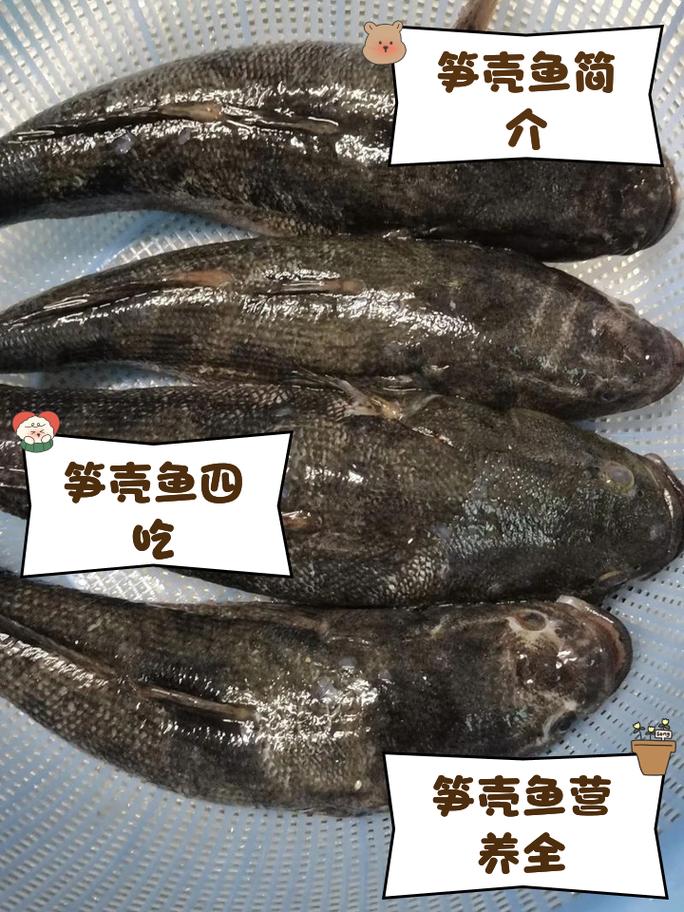 沙塘鳢和笋壳鱼图片对比_湖南溪边黑石块？竟是本土鱼沙塘鳢！