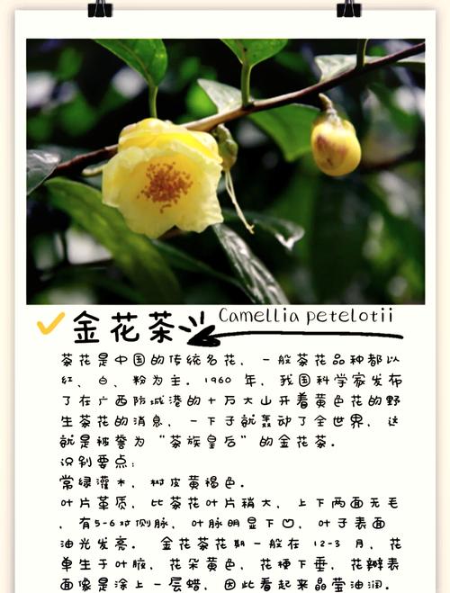 金花茶为什么叫短命茶_珍稀短命茶金花茶,科技助力保生机 金花茶为什么叫短命茶_珍稀短命茶金花茶,科技助力保生机