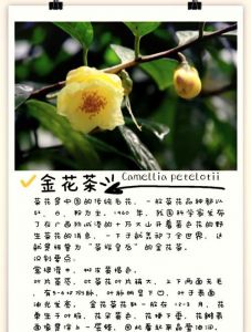 金花茶为什么叫短命茶_珍稀短命茶金花茶，科技助力保生机