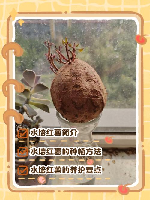 手有红薯汁洗不掉怎么办_水泡+肥皂,顽固污渍用盐或小苏打 手有红薯汁洗不掉怎么办_水泡+肥皂,顽固污渍用盐或小苏打