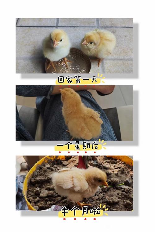 刚出生的小鸡怎么养_新手养小鸡，温度喂食看仔细！