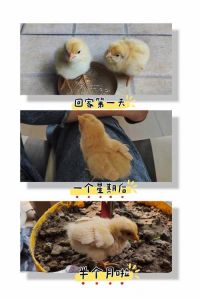 刚出生的小鸡怎么养_新手养小鸡，温度喂食看仔细！