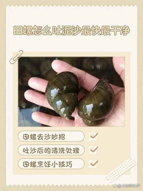 田螺怎么吐泥沙最快最干净_田螺清洗有妙招,五种方法任你选! 田螺怎么吐泥沙最快最干净_田螺清洗有妙招,五种方法任你选!