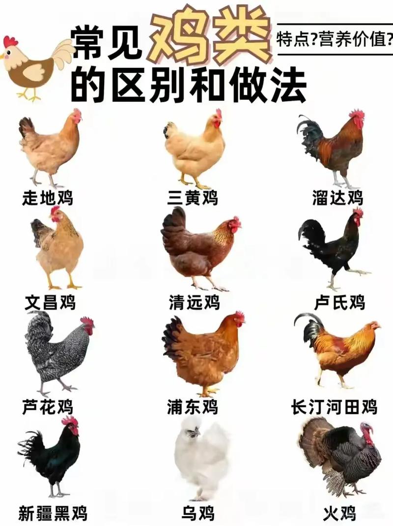 柴鸡和蛋鸡的区别_野外放养,肉质更香! 柴鸡和蛋鸡的区别_野外放养,肉质更香!