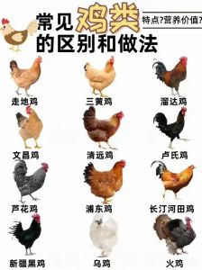 柴鸡和蛋鸡的区别_野外放养，肉质更香！