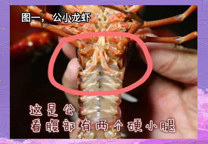 蝲蛄小龙虾对比图_不同之处大