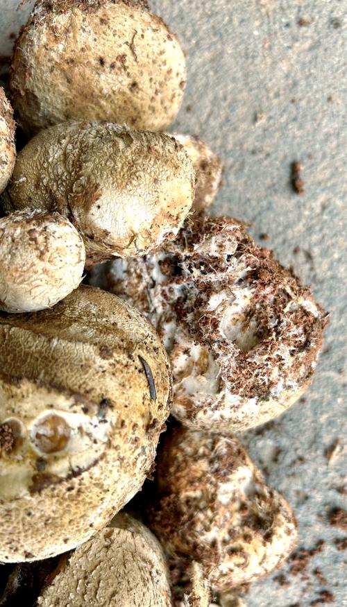 鸡粪包是不是鸡胗_鸡胗不是鸡粪包，助消化健脾胃