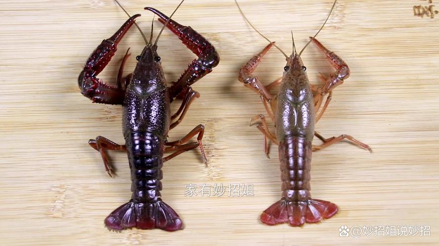 蝲蛄小龙虾对比图_不同之处大
