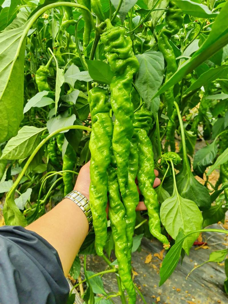 陇椒和螺丝椒的区别_螺丝椒辣味足，龙椒家常菜优选