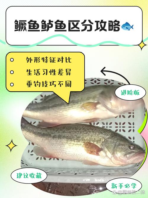 钳鱼和鲶鱼区别_钳鱼清水安全嫩，鲶鱼脏水易寄生虫