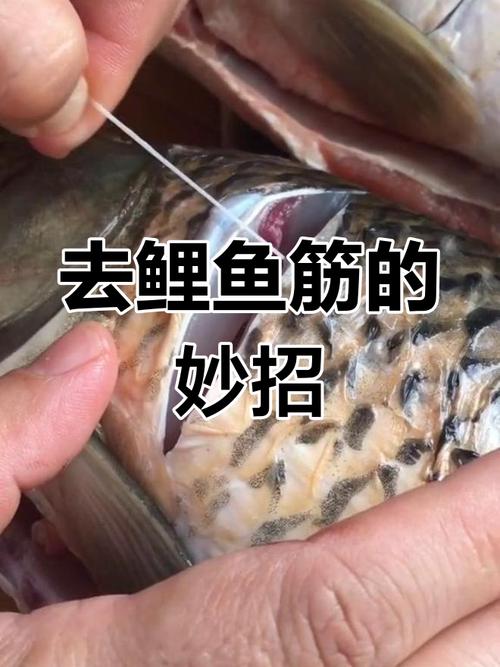 鲤鱼怎么去腥线_去除鲤鱼腥味妙招