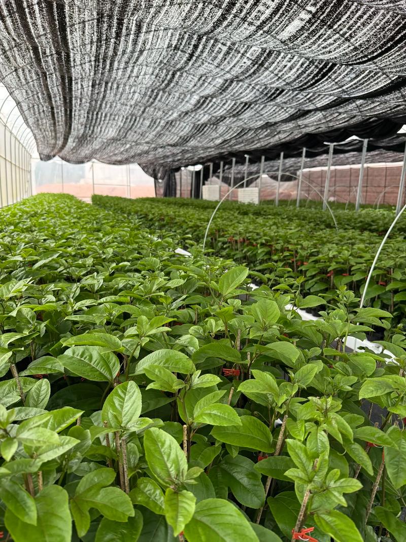 黄金百香果苗卷丝是什么颜色_黄金百香果苗卷丝颜色与种植技巧