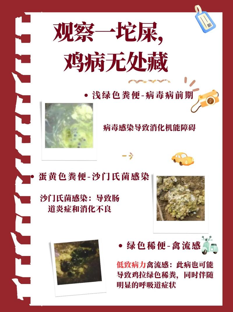 鸡粪便颜色常识图解_鸡粪颜色形状异常？预示疾病！