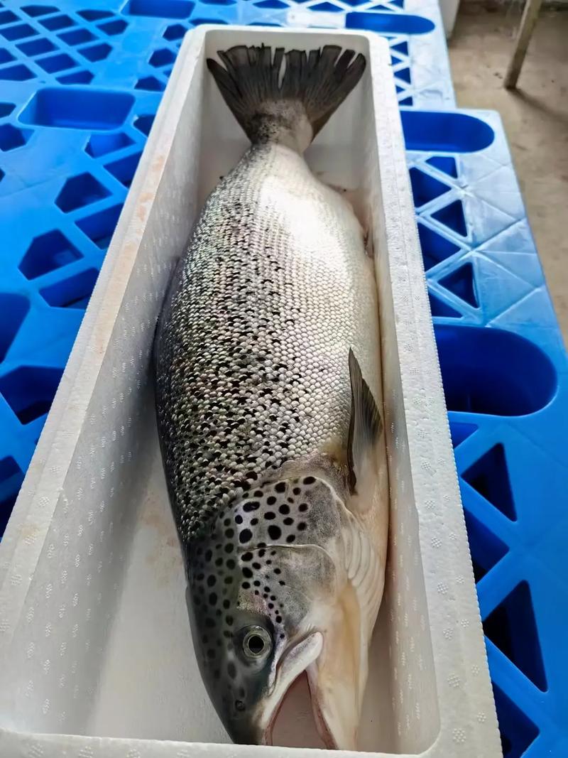 大西洋鲑鱼是三文鱼吗_正宗三文鱼,冷水养殖,肉质鲜美,选购需辨真 大西洋鲑鱼是三文鱼吗_正宗三文鱼,冷水养殖,肉质鲜美,选购需辨真