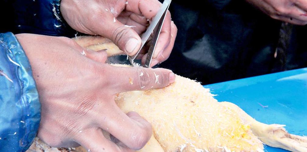 细鸭毛怎么清除干净_灌酒麻醉冷水湿，碱水烫后鸭毛拔