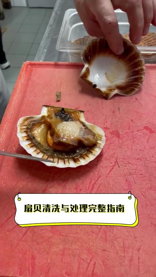 5张图教你怎样清洗扇贝_清洗新鲜扇贝,保营养好口感 5张图教你怎样清洗扇贝_清洗新鲜扇贝,保营养好口感