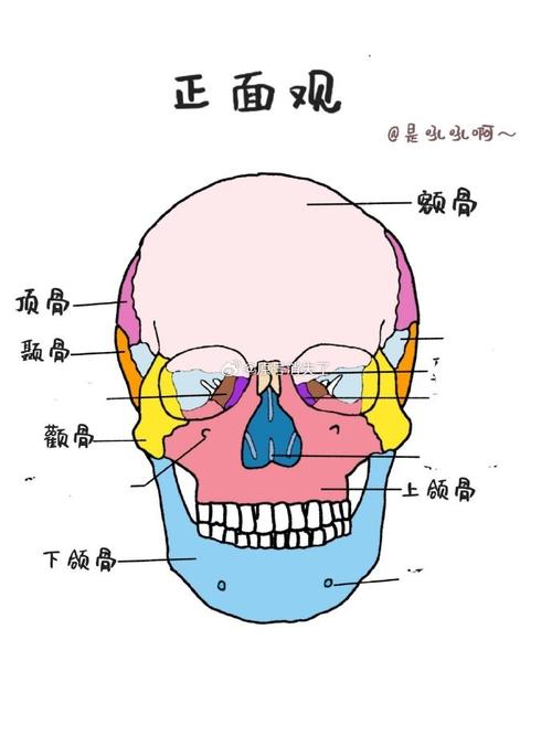 颧骨是哪个部位图片_影响脸型美与功能的重要骨头 颧骨是哪个部位图片_影响脸型美与功能的重要骨头