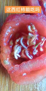 切了一半的西红柿怎么保存_切西红柿的保存妙招，常温一周，冰箱两日，真空更佳！