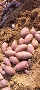 洗了的紫薯能过夜吗_紫薯清洗后避光保存，隔夜需谨慎食用