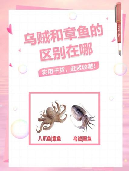 章鱼和乌贼的区别图片_章鱼乌贼鱿鱼怎么分？海鲜美味做法多