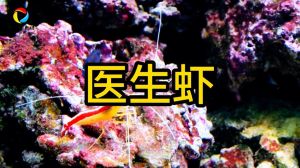 海水鱼虾能抵扣吗_海水鱼虾成本抵扣增值税？看费用类型和发票！