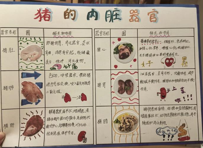 猪耳朵是动物内脏吗_美味但要注意脂肪胆固醇痛风风险