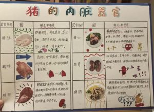 猪耳朵是动物内脏吗_美味但要注意脂肪胆固醇痛风风险