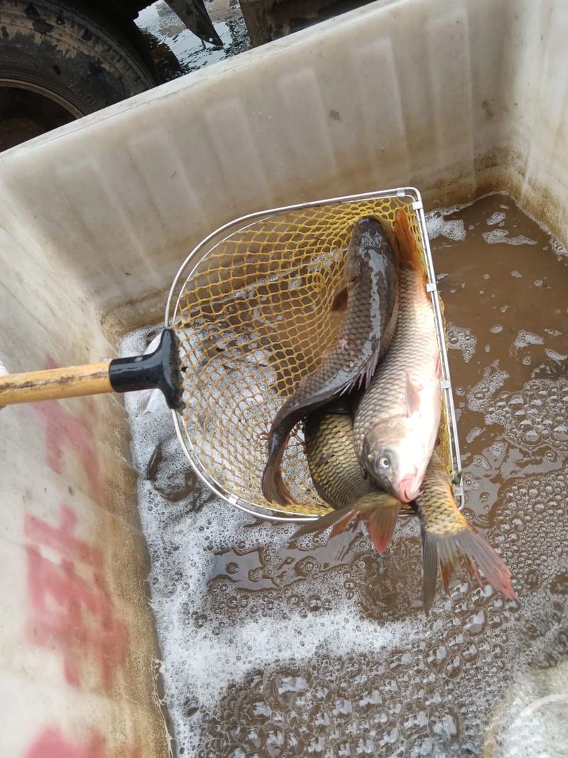 黄河鲤鱼和普通鲤鱼的区别_稀有美味，别被冒充！