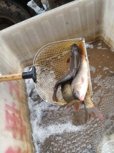 黄河鲤鱼和普通鲤鱼的区别_稀有美味，别被冒充！