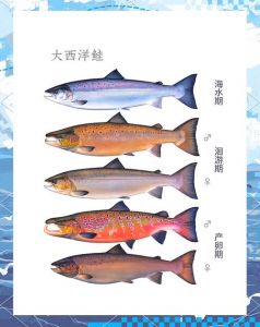 鲑鱼是深海鱼吗_鲑鱼营养高，可煎烤，非深海鱼