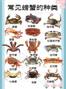 螃蟹属于什么界门纲目科属种_海里美食，蜕壳危险