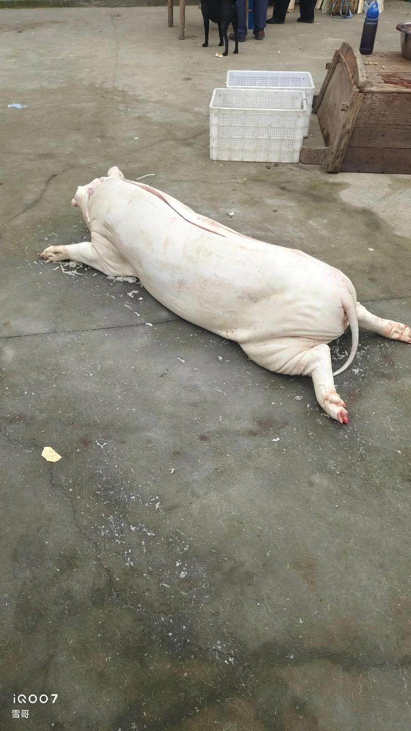 杀猪的血怎么凝固_凝固不散，口感超棒！