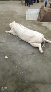 杀猪的血怎么凝固_凝固不散，口感超棒！