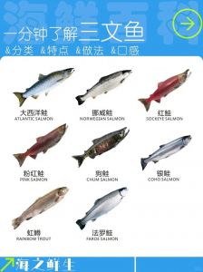 金枪鱼和三文鱼区别_金枪鱼三文鱼怎么选？肉质口感大不同！