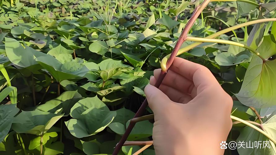 掐了红薯藤的黑浆怎么洗掉_红薯藤汁污渍怎么办?冷水洗醋搓牙膏擦 掐了红薯藤的黑浆怎么洗掉_红薯藤汁污渍怎么办?冷水洗醋搓牙膏擦