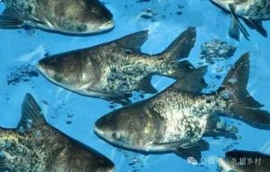 麻鲢鱼就是大头鱼吗_麻鲢花鲢大头鱼是一回事，营养高又好养