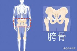胯骨在哪个部位图片_连接脊椎与大腿骨的关键骨骼
