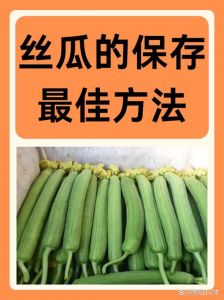 老丝瓜怎么去外皮_老丝瓜去皮妙招，晒干入药或做络