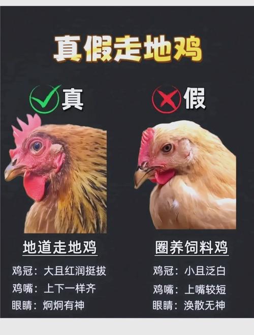 仔公鸡和童子鸡的区别_哪个更鲜嫩？