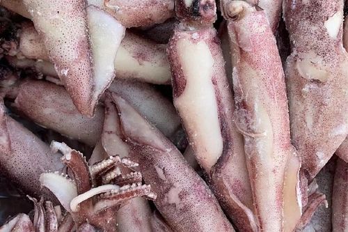 乌墨鱼就是乌贼吗_乌墨鱼和乌贼的区别，你了解多少？