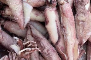 乌墨鱼就是乌贼吗_乌墨鱼和乌贼的区别，你了解多少？