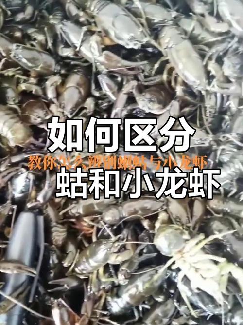 蝲蛄和小龙虾对比图_口感价值大不同