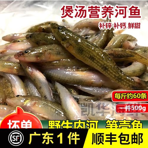 沙塘鳢和笋壳鱼图片对比_湖南溪边黑石块？竟是本土鱼沙塘鳢！