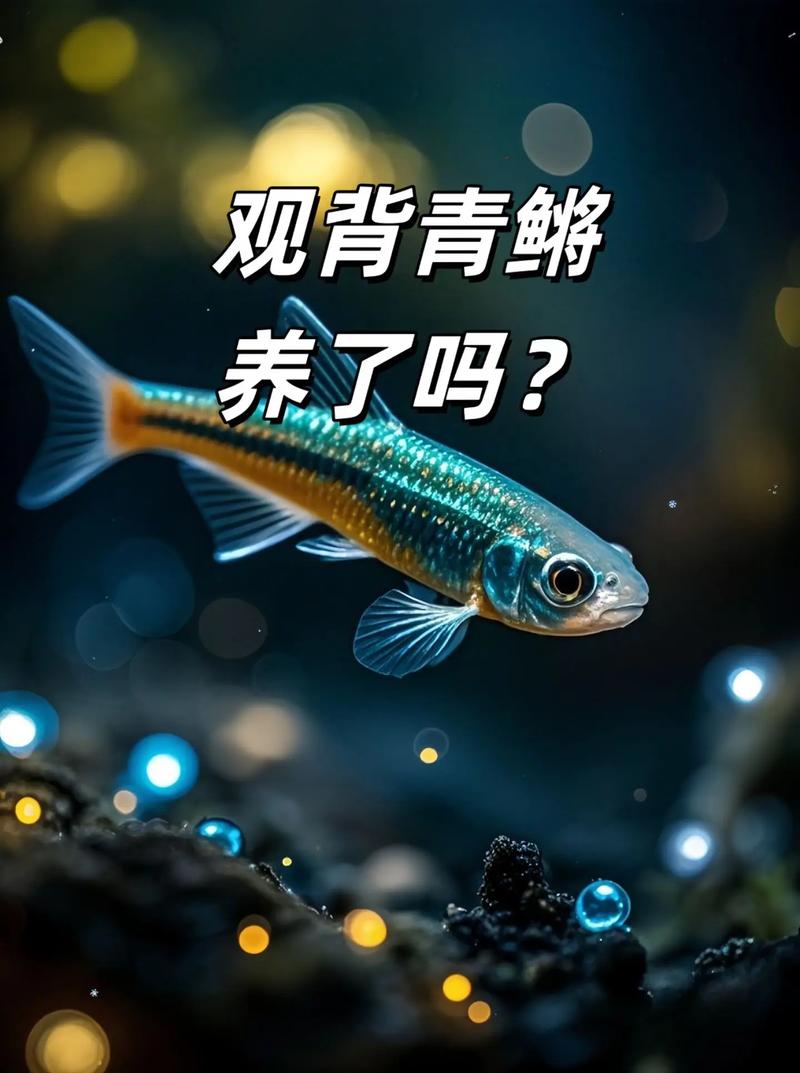 青鳉鱼是冷水鱼吗_观背青鳉水温要求及养护要点 青鳉鱼是冷水鱼吗_观背青鳉水温要求及养护要点