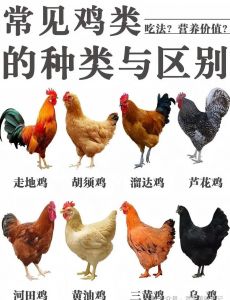 笨鸡和蛋鸡有什么区别_营养相似，口感不同